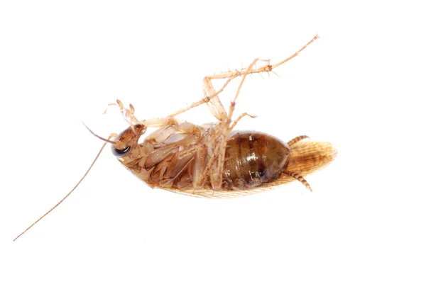 Roach bug απομονωθεί — Φωτογραφία Αρχείου