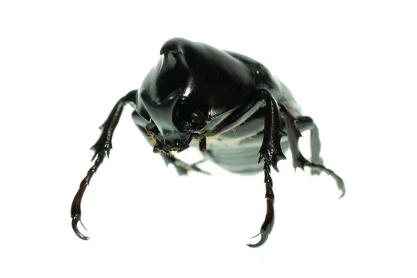 Nosorożec beetle makro — Zdjęcie stockowe