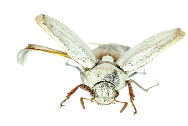 Escarabajo escarabajo volador — Foto de Stock