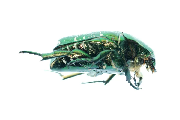 Escarabajo verde insecto rosa chafer — Foto de Stock