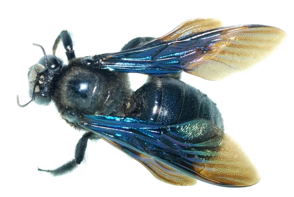 Скромная пчела — стоковое фото