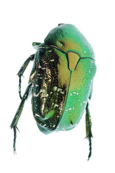 Grön skalbagge insekt rose slitskydd — Stockfoto