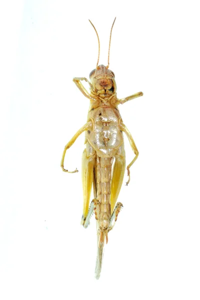 Skadedjur insekt orientaliska flyttande johannesbröd — Stockfoto