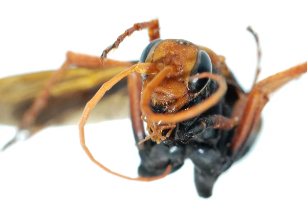 白で隔離されるスズメバチ昆虫マクロ — ストック写真