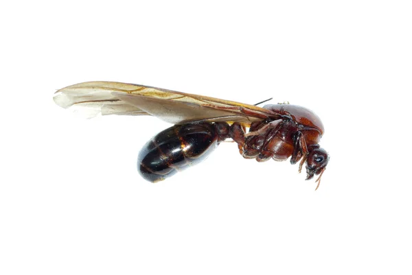 Rainha formiga inseto macro isolado — Fotografia de Stock