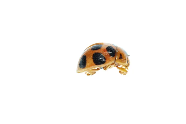 고립 된 곤충 레이디 새 매크로 — 스톡 사진