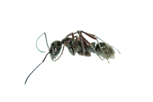 Makro hmyzu mravenec izolované — Stock fotografie