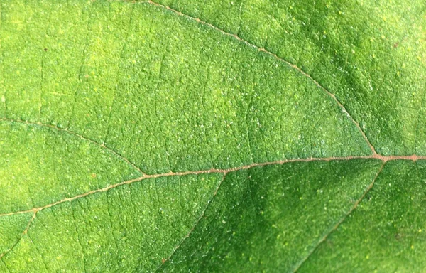 Green leaf macro texture — Stock Photo, Image
