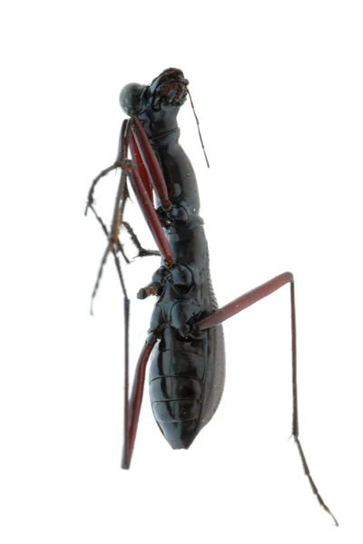 Изолированный жук-насекомое — стоковое фото