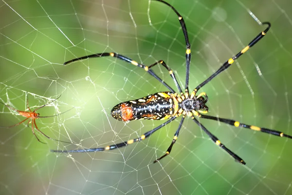 Casal de aranha — Fotografia de Stock