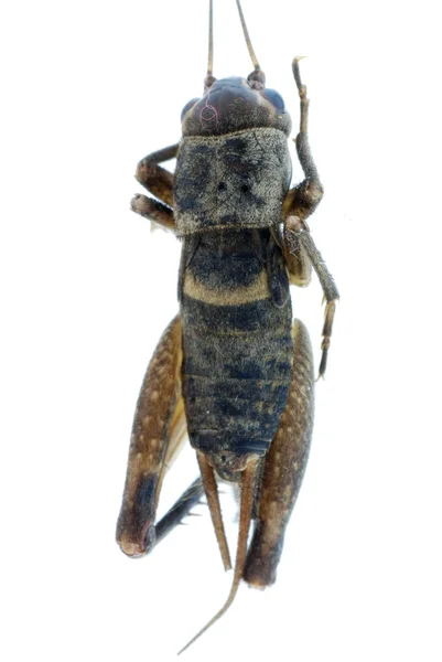 Kriket böcek böcek — Stok fotoğraf