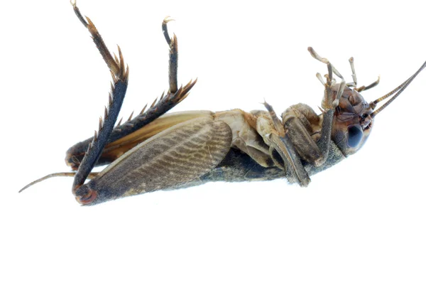 Cricket bug insect — Stock Photo, Image