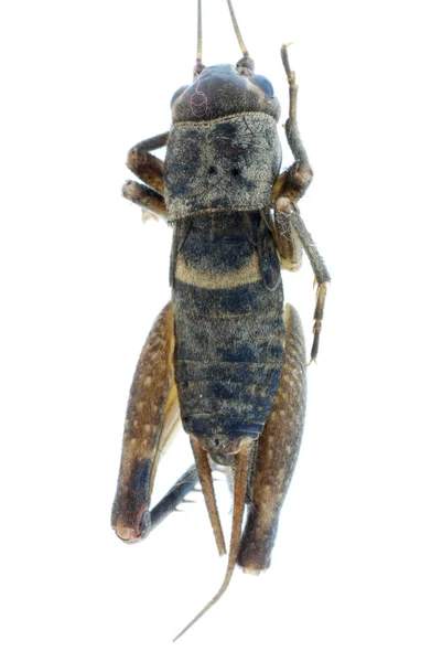 크리켓 버그 곤충 — 스톡 사진