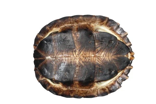 Asya yaprak kaplumbağa — Stok fotoğraf