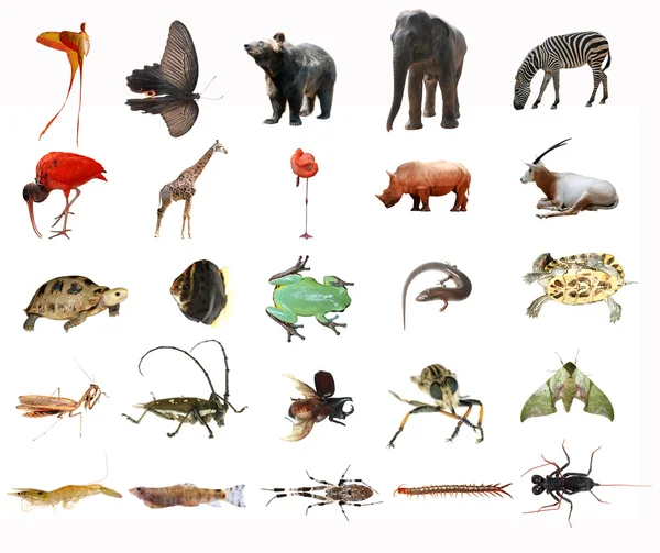 分離された野生動物コレクション — ストック写真