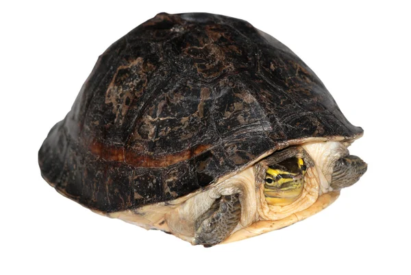 马来闭壳龟 — 图库照片