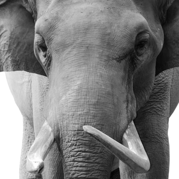 Állati elefánt fej — Stock Fotó