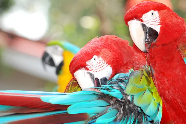 Macaw bird — Stock Photo, Image