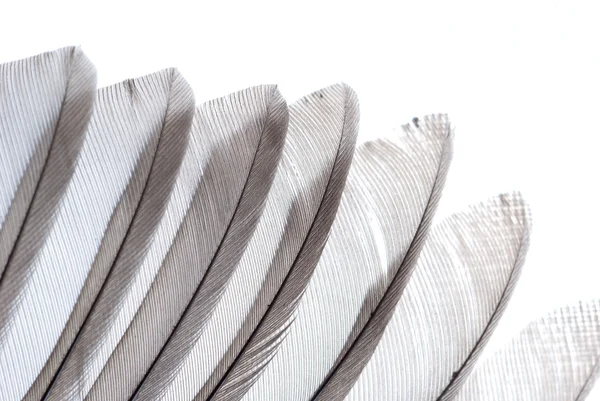 Bird wing feather — Stock Photo, Image