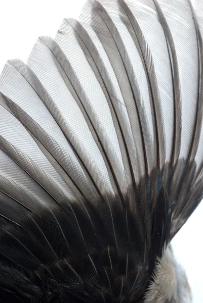 Перо птичьего крыла — стоковое фото