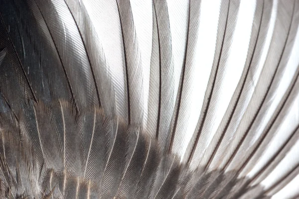 Bird wing feather — Stock Photo, Image