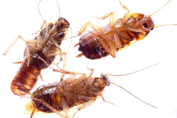 Ölü böcek Hamam böceği böcek — Stok fotoğraf