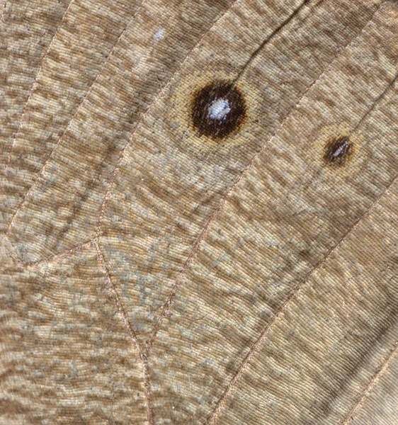 Detai ala farfalla ninfa di legno — Foto Stock