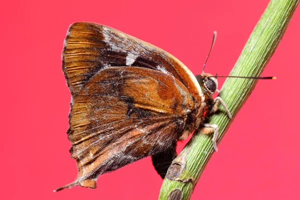 Motýl na červeném pozadí — Stock fotografie