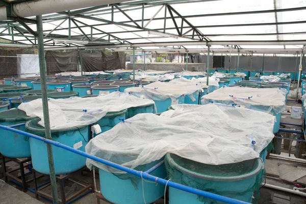 Gewächshaus für Aquakultur im Winter — Stockfoto