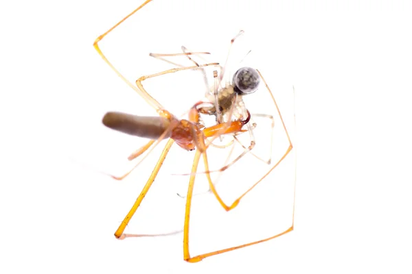 Walka zwierząt pająk na białym tle — Zdjęcie stockowe