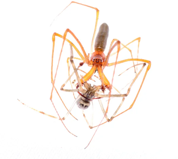 Tierischer Spinnenkampf — Stockfoto
