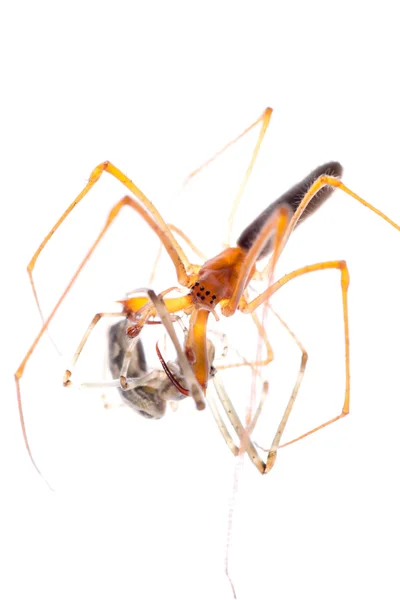 动物蜘蛛的斗争 — 图库照片