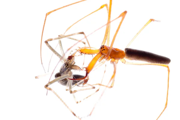 Walka zwierząt pająk — Zdjęcie stockowe