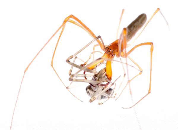 动物蜘蛛的斗争 — 图库照片