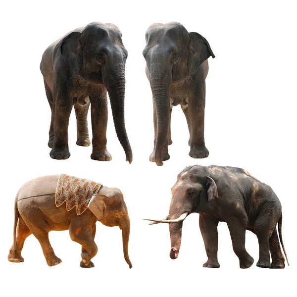 Elefant samling — Stockfoto