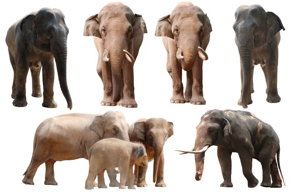 Colección de elefantes — Foto de Stock