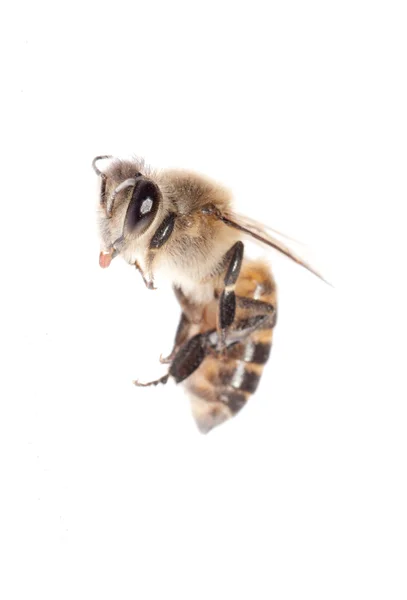 Пчела-насекомое — стоковое фото