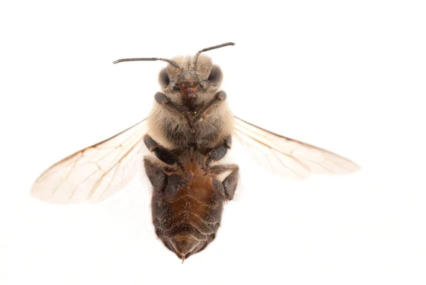 Bodnutí včely — Stock fotografie