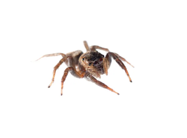 跳跃的蜘蛛 — 图库照片