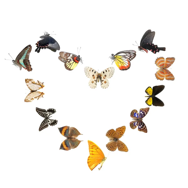 Pillangó szív éles keret — Stock Fotó