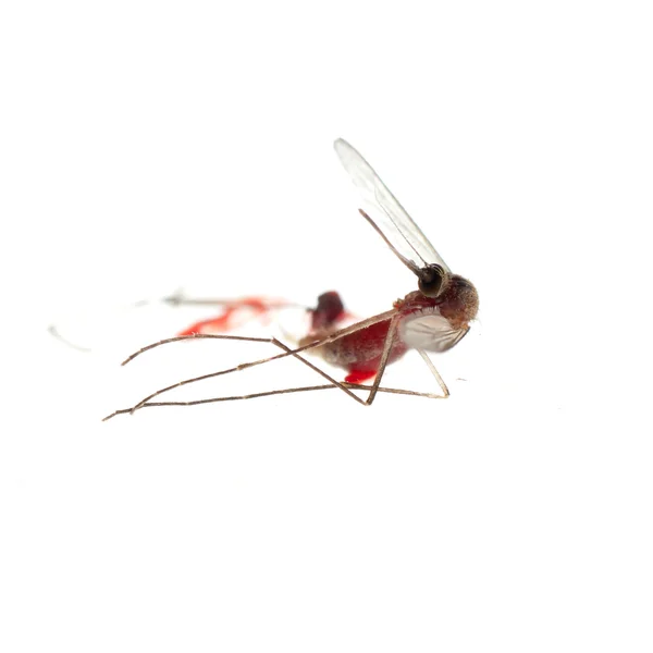 Insecto de mosquito morto — Fotografia de Stock