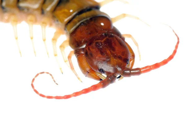 Poison centipede — Stock Photo, Image