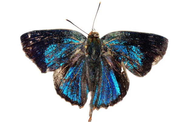 Farfalla argento striatura blu — Foto Stock