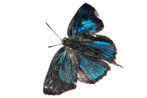 Schmetterling Silberstreifen blau — Stockfoto