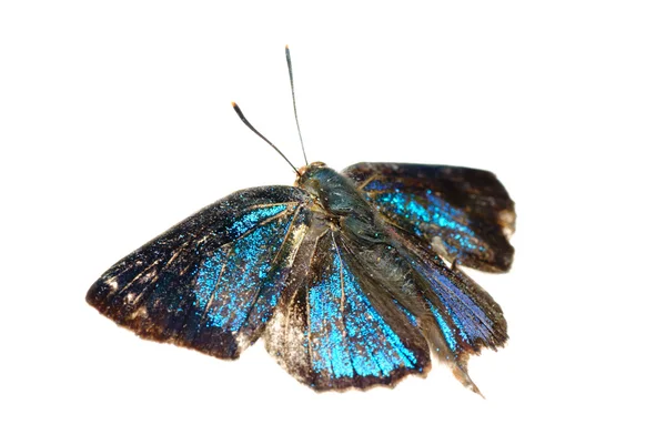 Mariposa racha de plata azul — Foto de Stock
