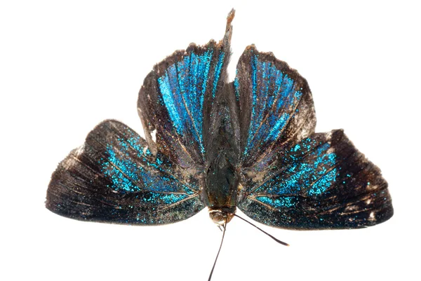 Smuga srebrny motyl niebieski — Zdjęcie stockowe
