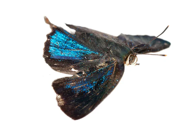 Kék pillangó ezüst csík — Stock Fotó