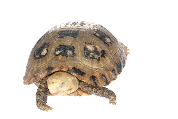 Zvířecí želva želva — Stock fotografie