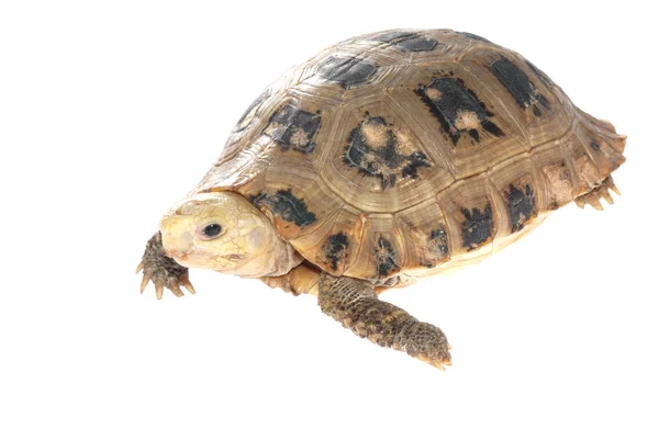 Djur sköldpadda sköldpadda — Stockfoto