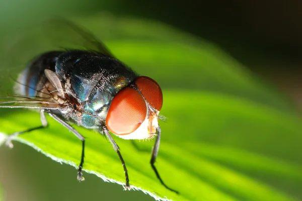 Макро мухи насекомых — стоковое фото